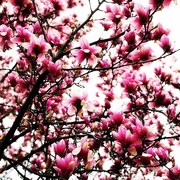 3rd Apr 2018 - Pink Magnolias