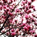 Pink Magnolias by yogiw