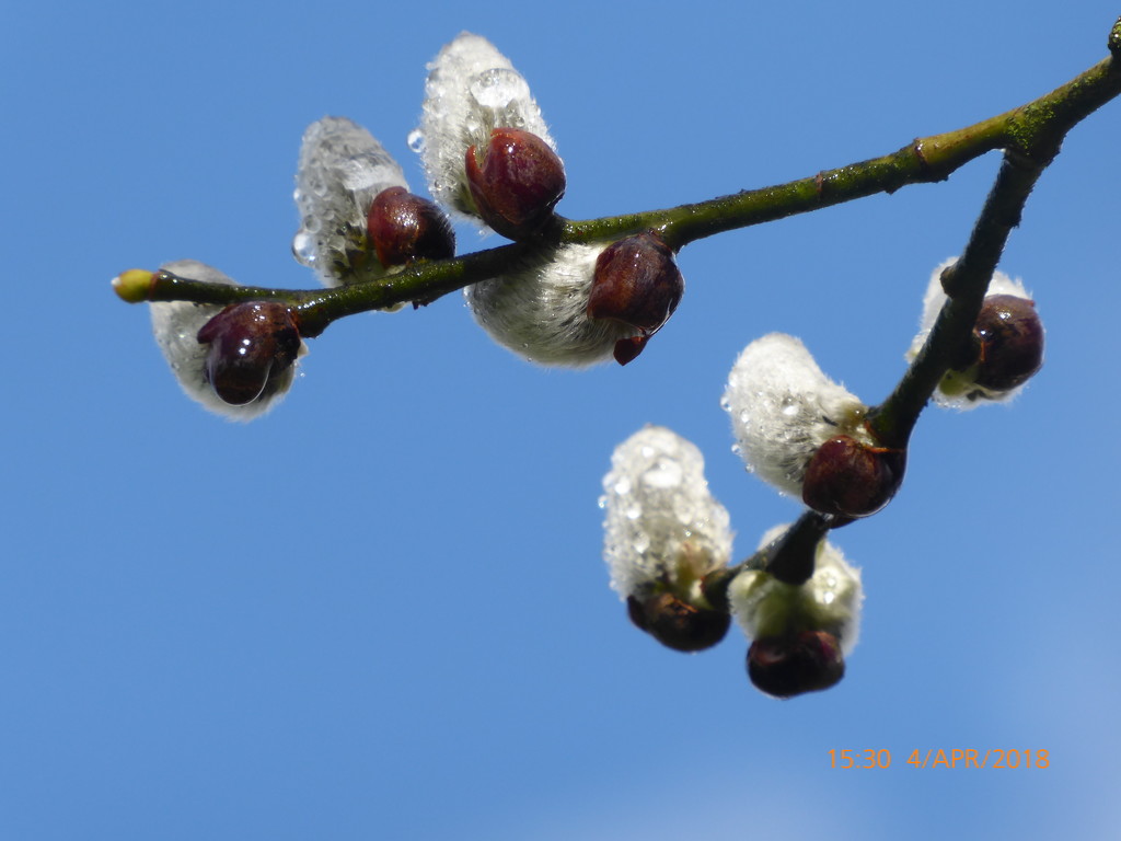 Pussy willow ... by snowy
