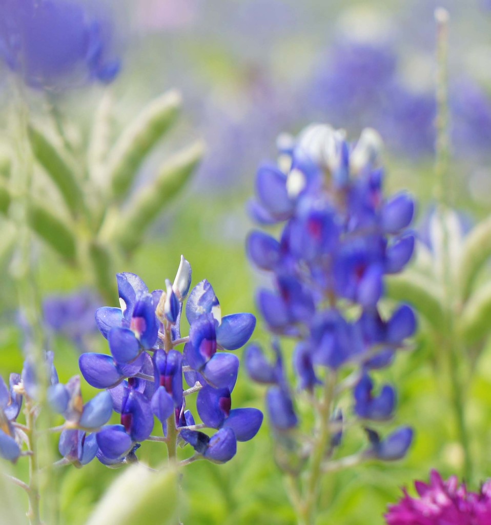 more bluebonnets by dmdfday
