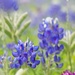 more bluebonnets by dmdfday