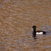 New Duck at Bluewater by bizziebeeme