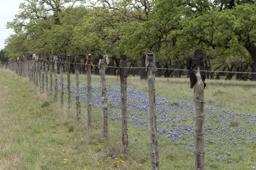 Boots, Barbs and Bluebonnets by gaylewood
