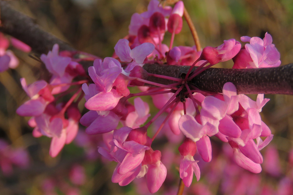 Catching the Redbud in the Early Morning Light by milaniet
