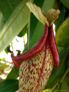 8th Mar 2018 - Pitcher plant pitcher: from behind