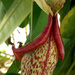 Pitcher plant pitcher: from behind by rhoing