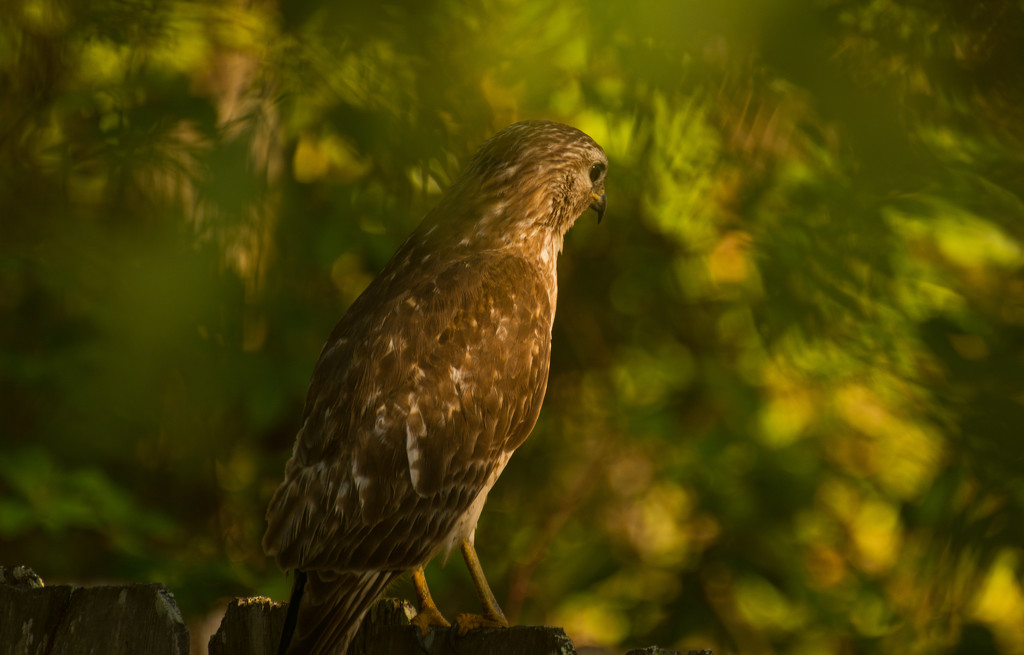 Red Shouldered Hawk Through the Glass! by rickster549