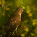 Red Shouldered Hawk Through the Glass! by rickster549