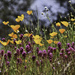 Poppies and Wildflowers  by joysfocus