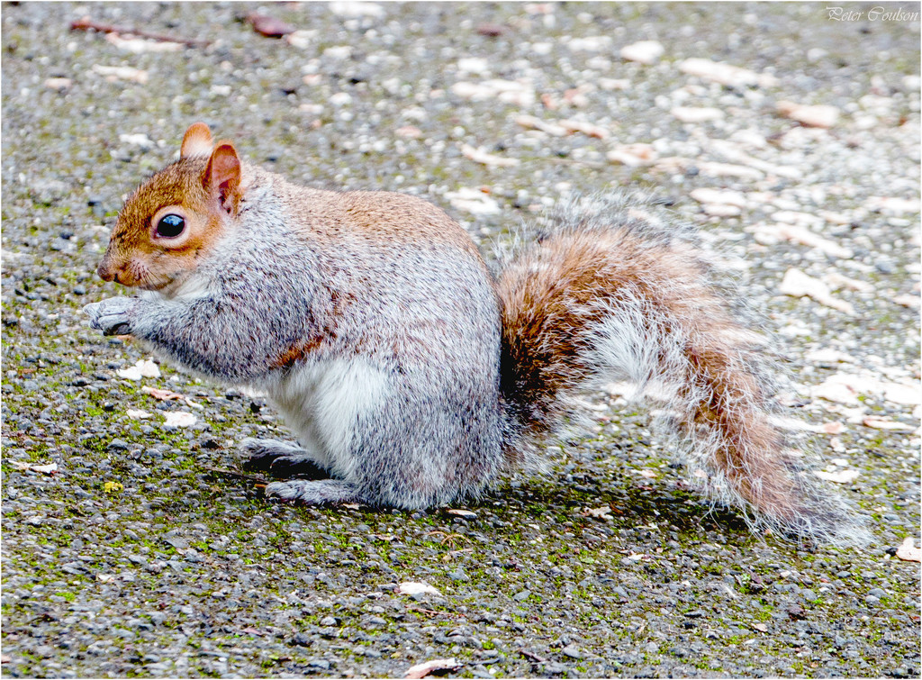 Squirrel by pcoulson