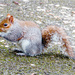 Squirrel by pcoulson