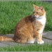Petre Crescent ginger cat. by grace55