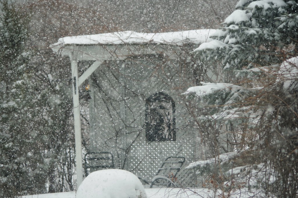 Snowy Backyard  by radiogirl