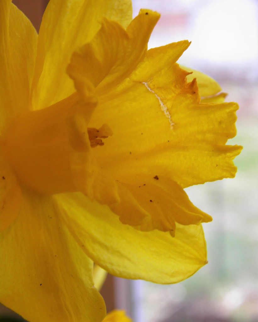 Daffy Daffodil 4 by daisymiller