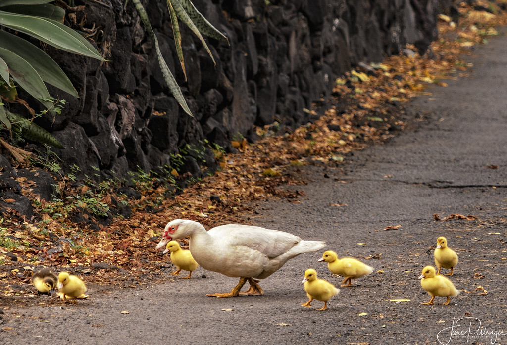 Big Family Crossing the Street  by jgpittenger