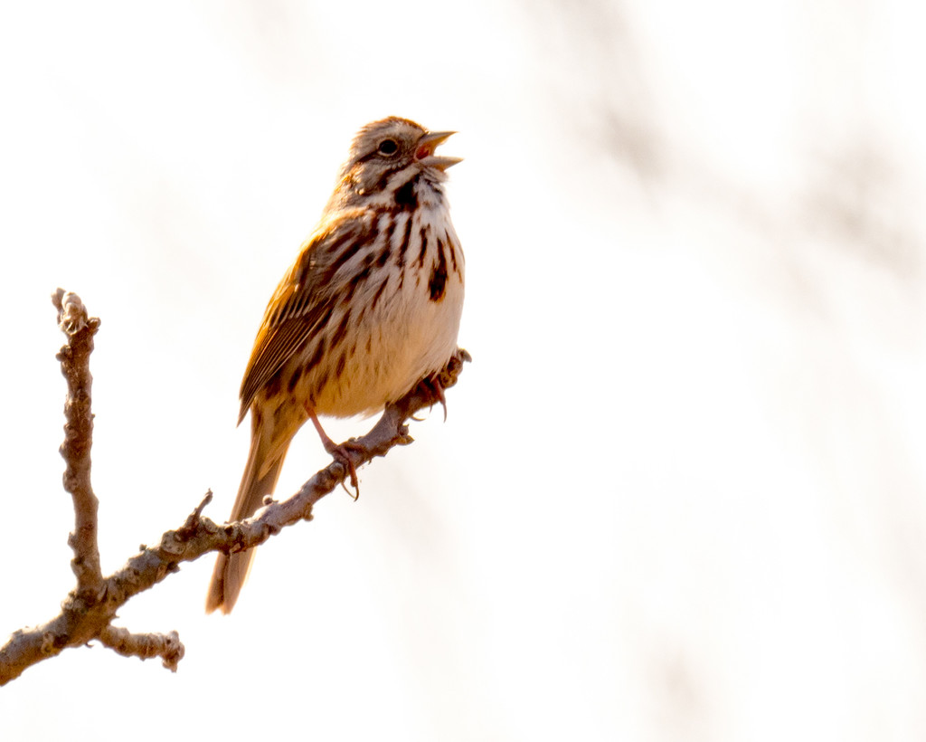 Sparrow Sings of Spring by rminer