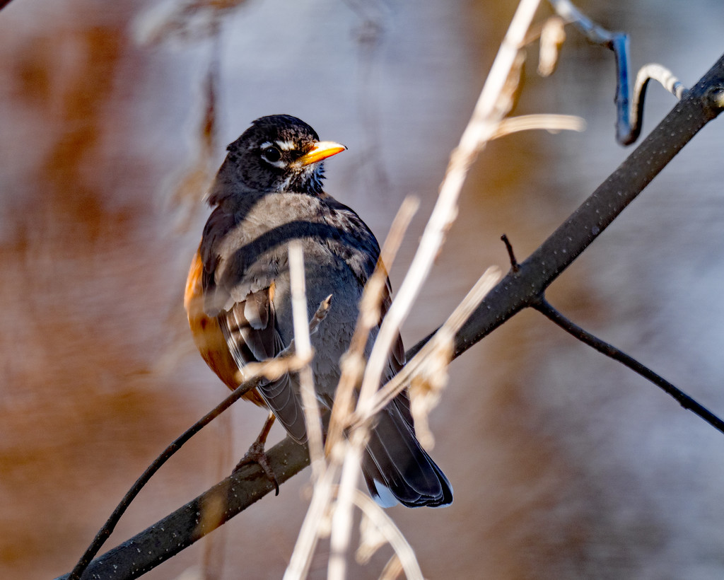 American Robin Red Landscape by rminer