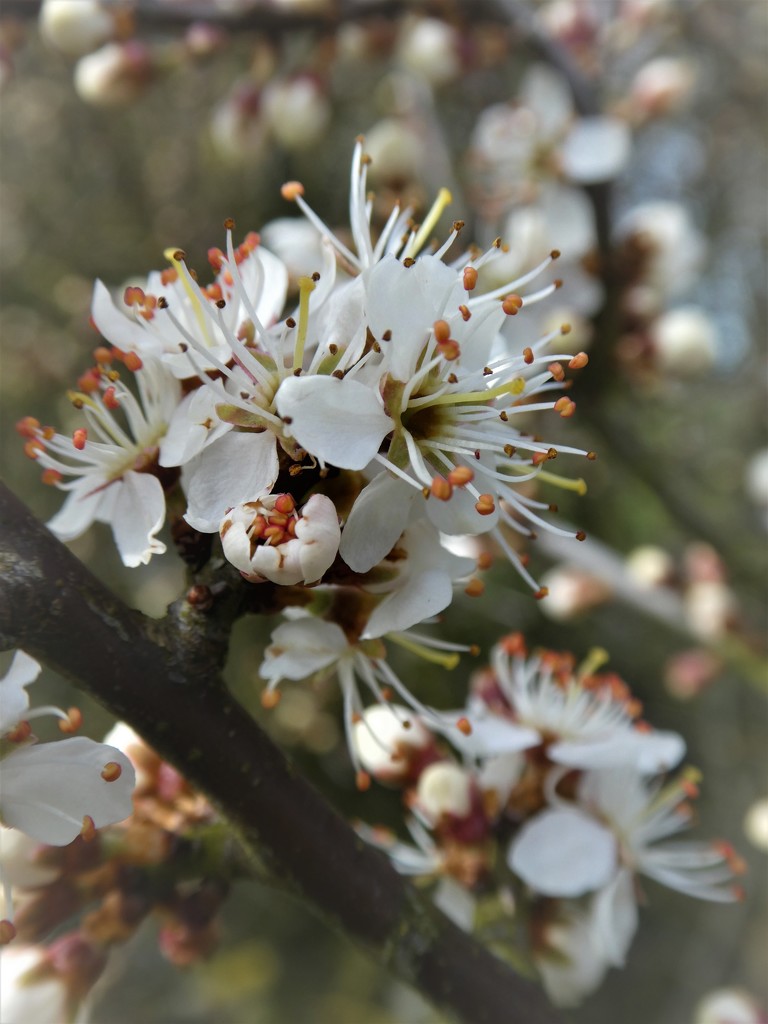 Blackthorn blossom by flowerfairyann