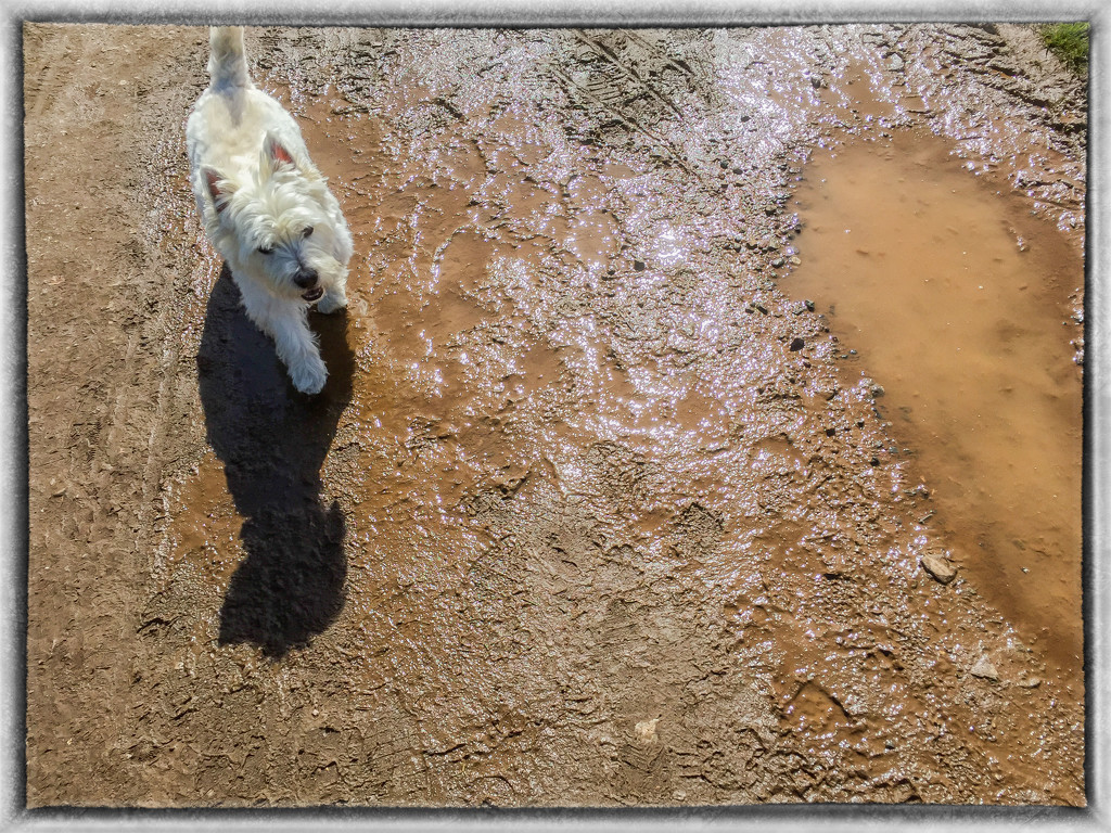 Finlay in the mud by pamknowler