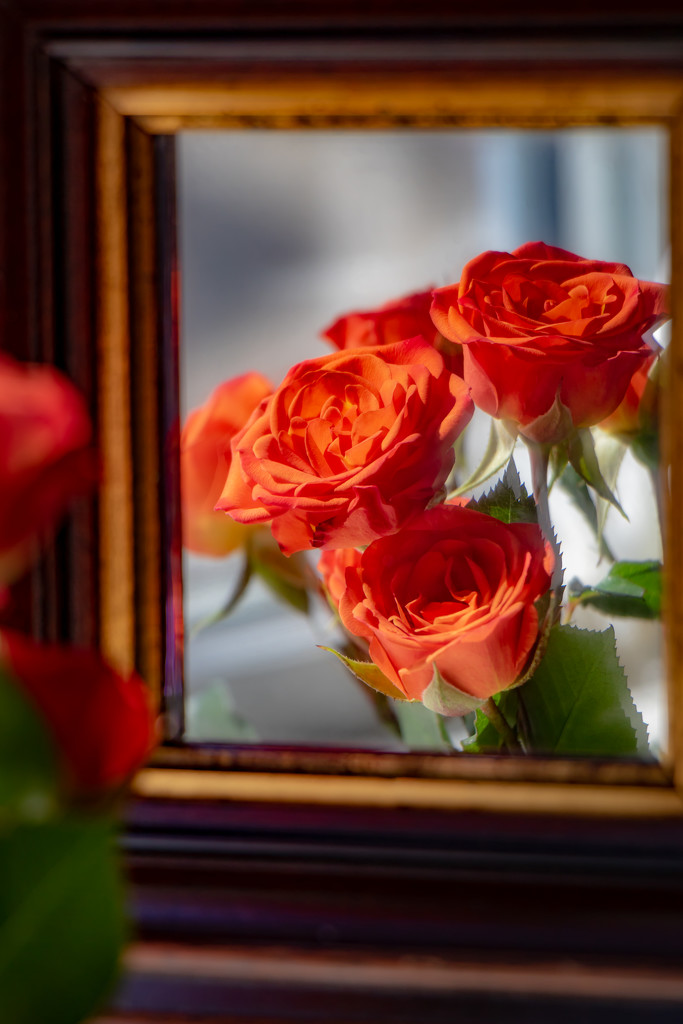 mirror roses by jernst1779
