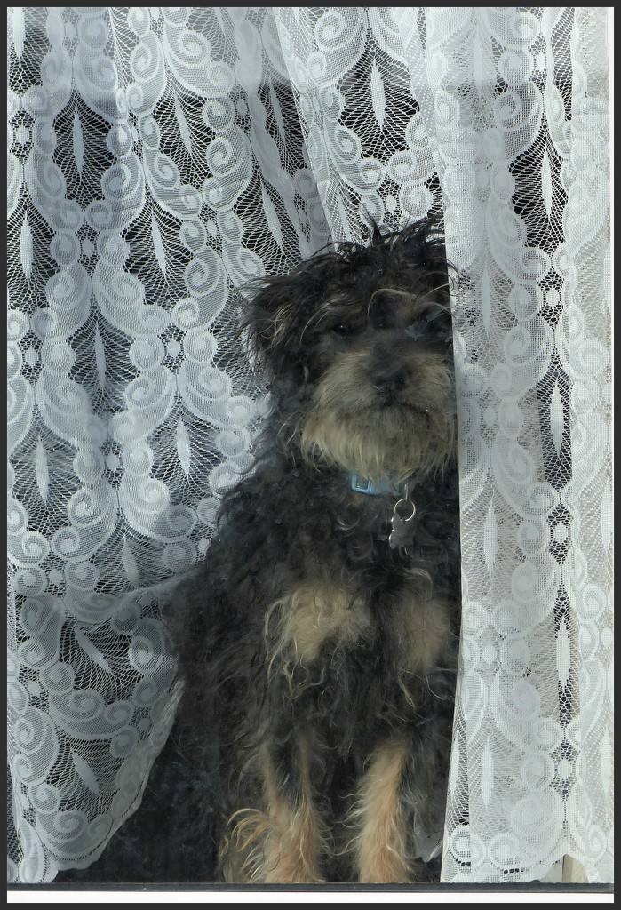 muddy dog - and therefore window also. by jokristina