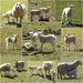  Lambs, Lots of Lambs  by susiemc