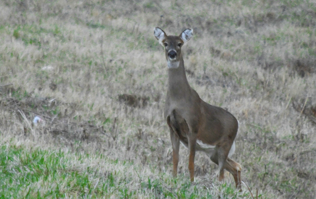 Doe, a Deer, a Female Deer by kareenking