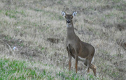 3rd Apr 2018 - Doe, a Deer, a Female Deer