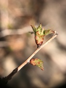 2nd Apr 2018 - Spring buds