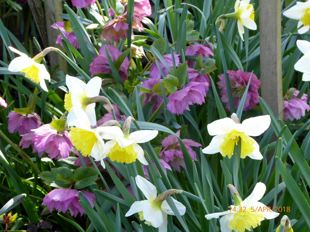 Hellebores and Daffodils  by snowy