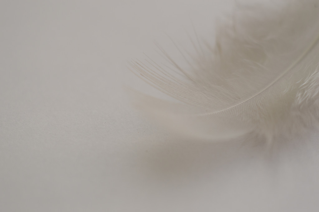 White Feather by fbailey