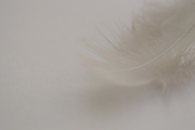 5th Apr 2018 - White Feather
