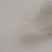 White Feather by fbailey