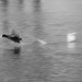 Coot at Speed! by bizziebeeme