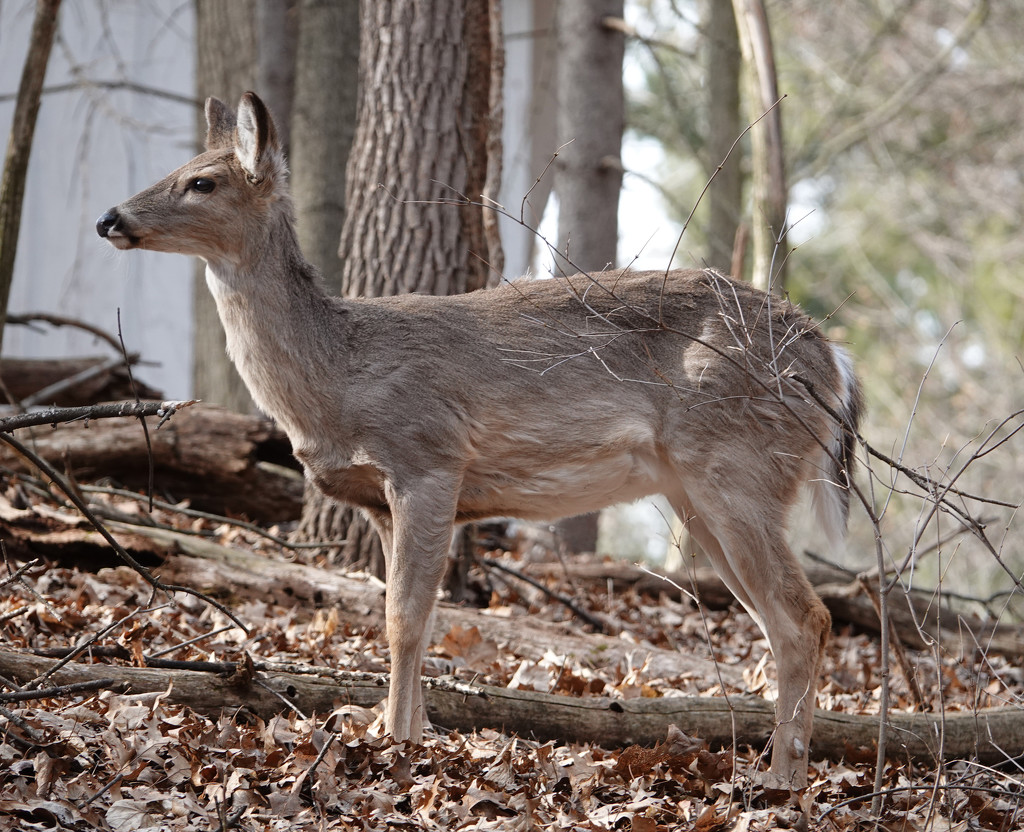 White-tailed Deer by annepann