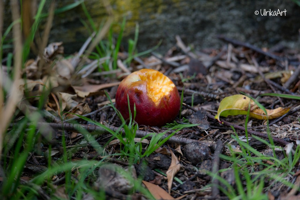 apple by ulla