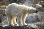 4th Apr 2018 - Polar bear shake