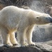 Polar bear shake by ggshearron