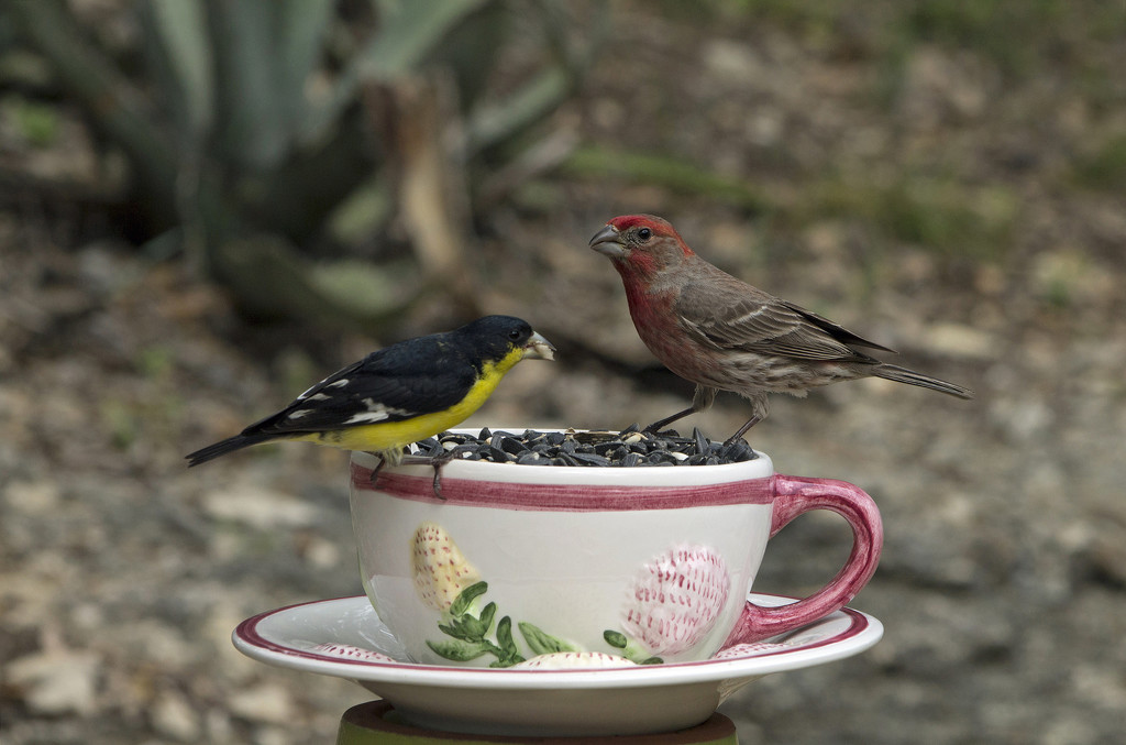 Sharing a Cup of Seed by gaylewood