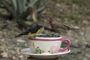 5th Apr 2018 - Sharing a Cup of Seed
