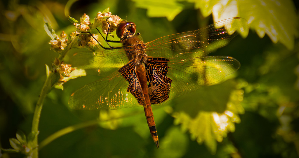 Dragonfly Taking a Break! by rickster549