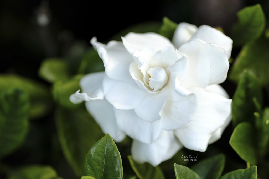 Gardenia by dkbarnett