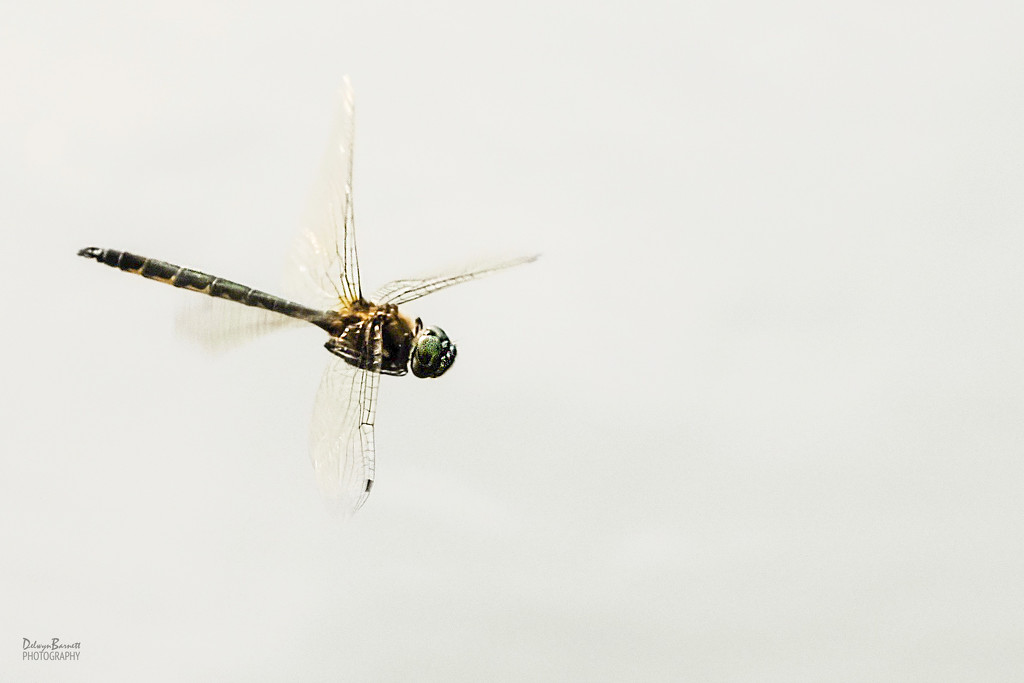 Dragonfly  by dkbarnett