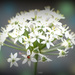 White flower by dkbarnett