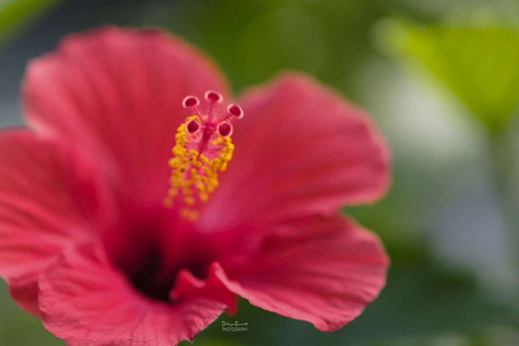 Hibiscus by dkbarnett