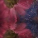 Chrysanthemum ripples..... by ziggy77