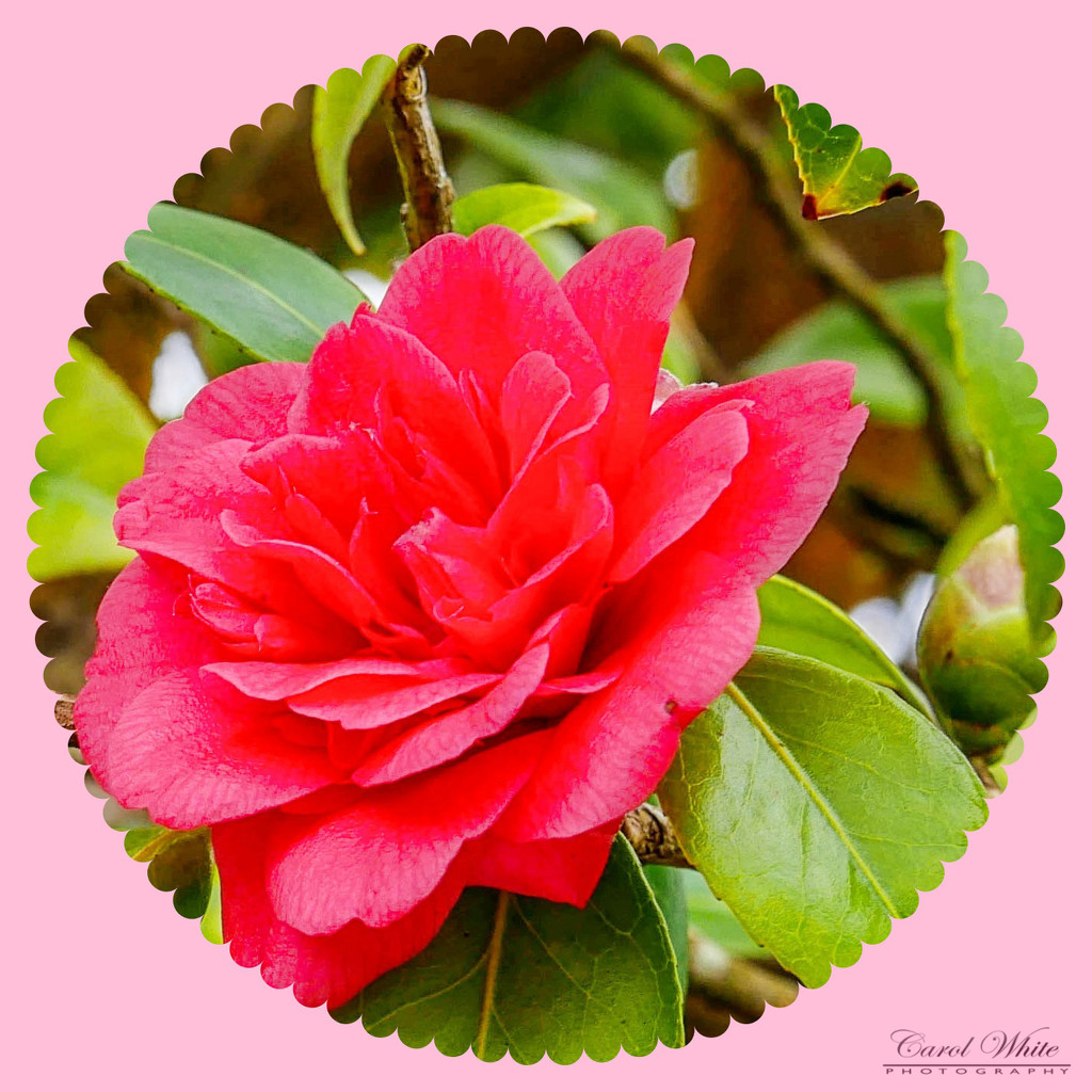 Camellia by carolmw