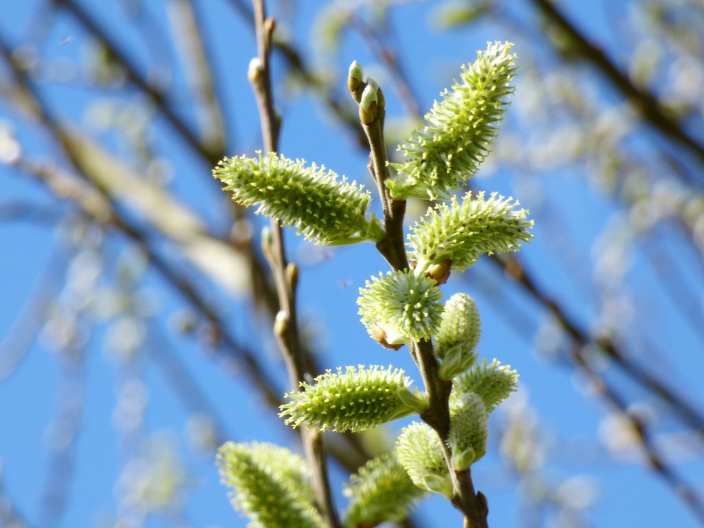 Goat Willow catkins by julienne1