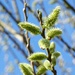 Goat Willow catkins by julienne1