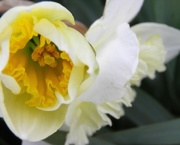6th Apr 2018 - Daffy Daffodils 6